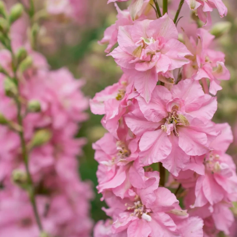 Mezei szarkaláb Rose Queen