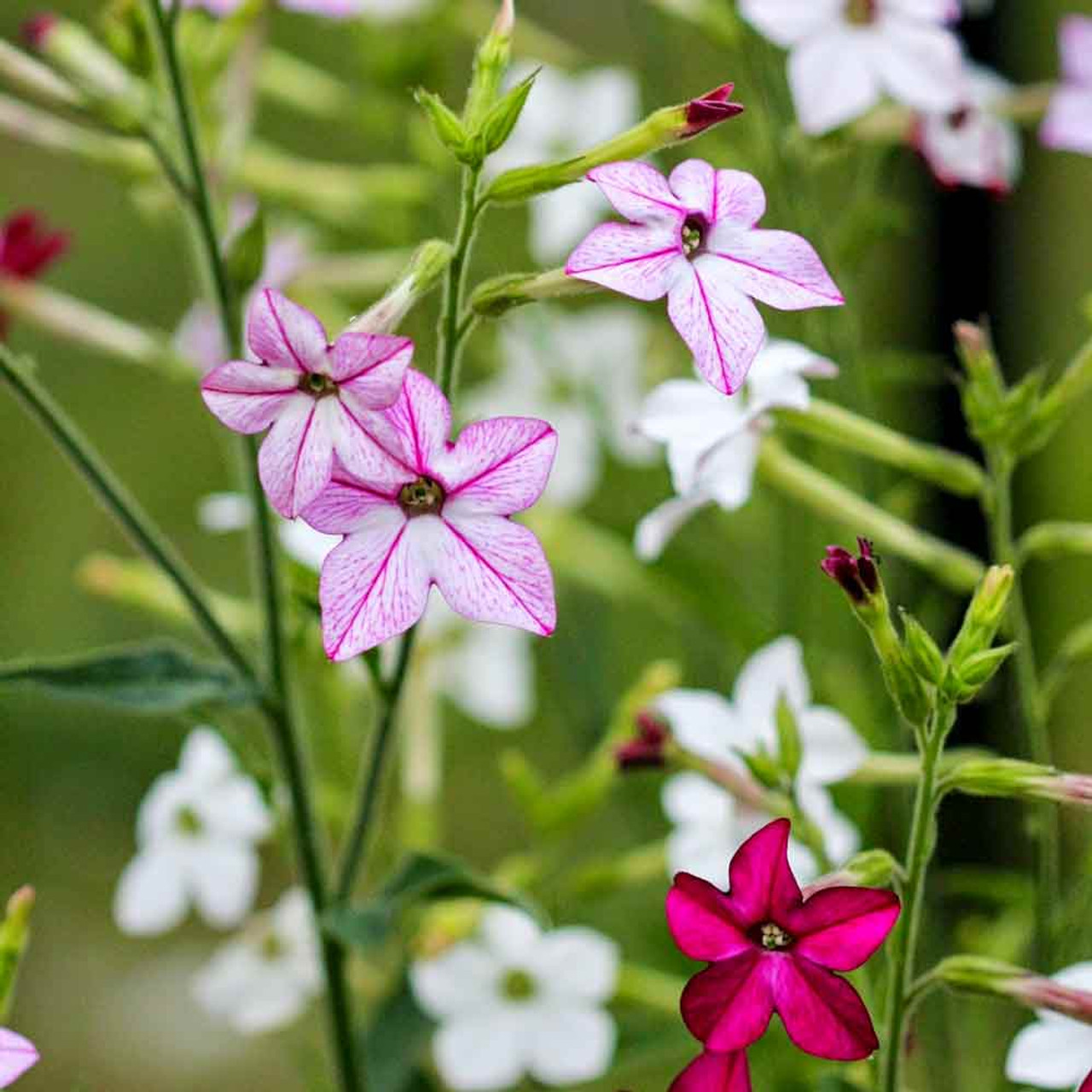 Szárnyalt díszdohány Sensation