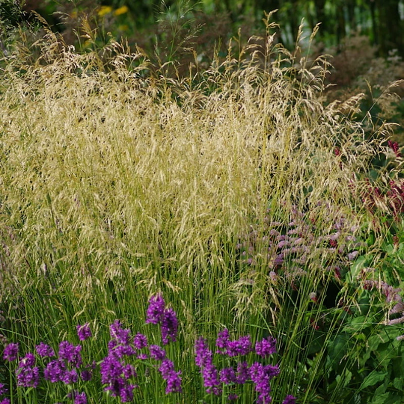 Gyepes sédbúza Goldschleier