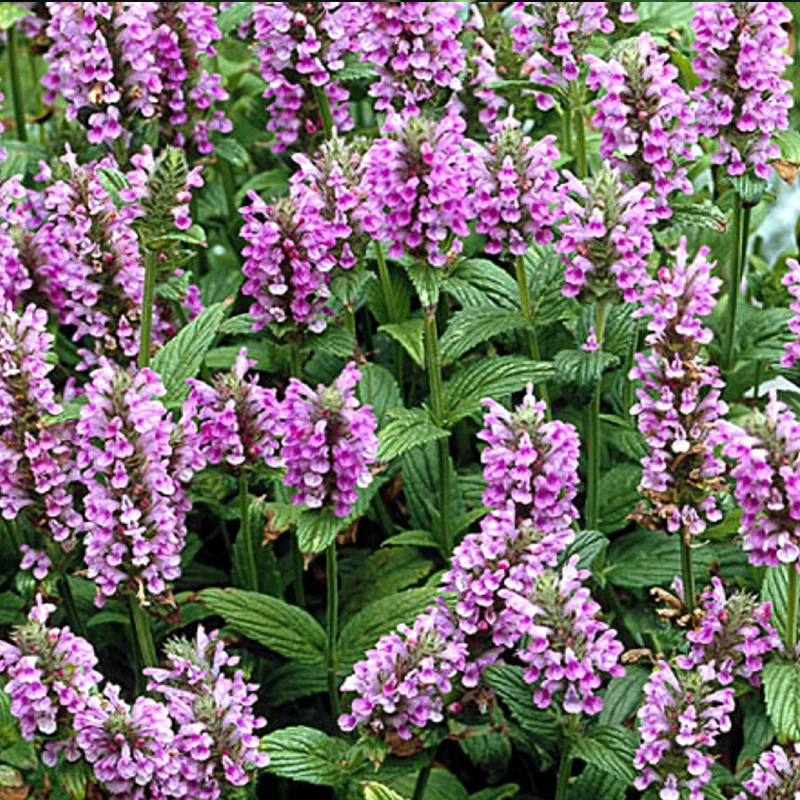 Japán macskamenta Pink Panther