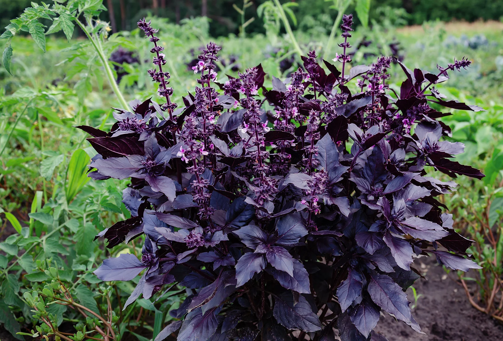 Bazsalikom Dark Opal BIO