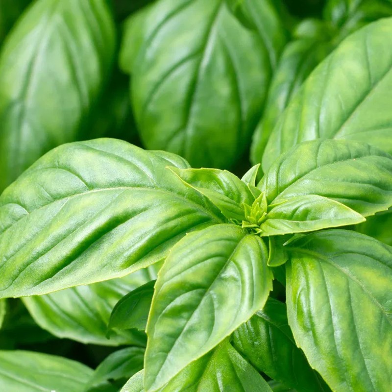 Bazsalikom Italiano Classico BIO