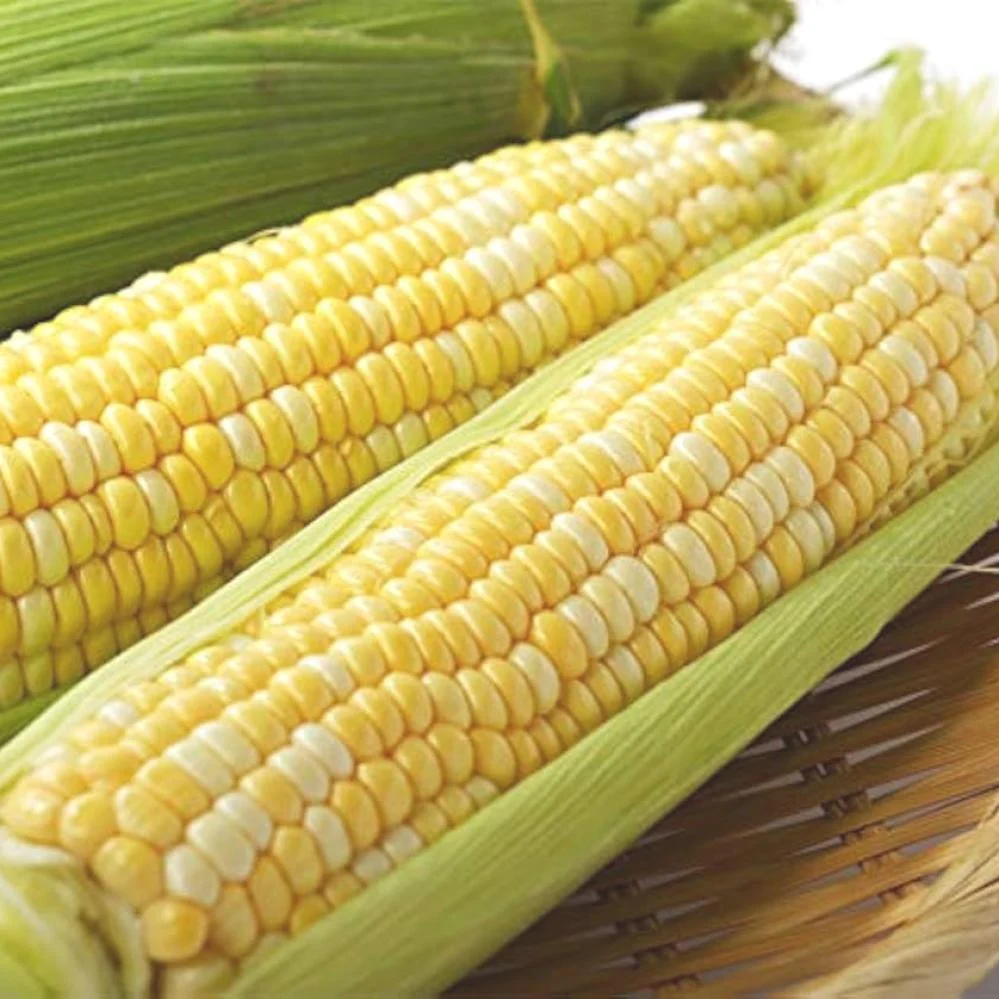 Csemegekukorica Ramondia F1