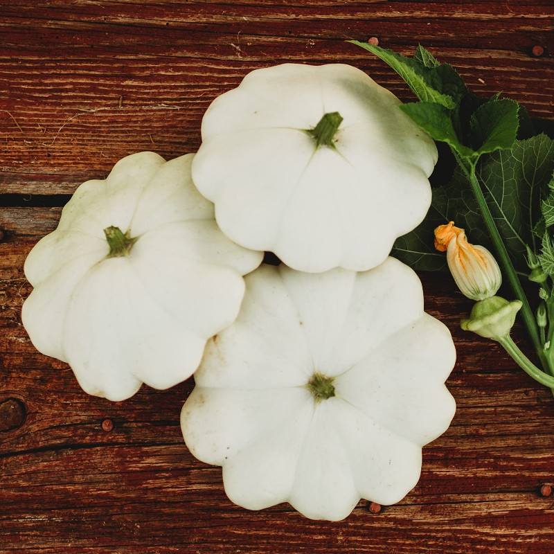 Csillagtök Delikates