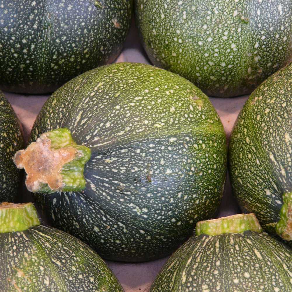 Cukkini Tondo di Piacenza