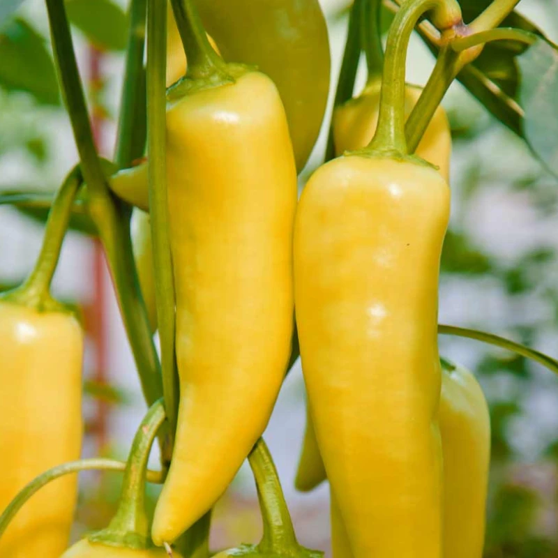 Édes paprika Astor F1