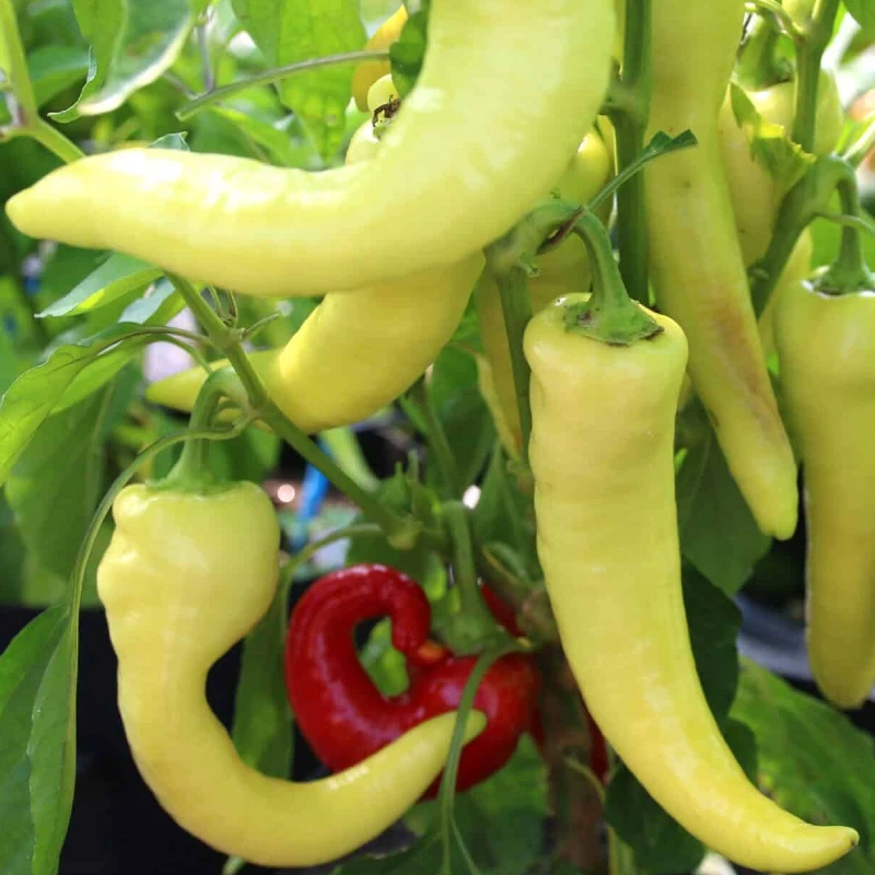 Édes paprika Komtesa F1