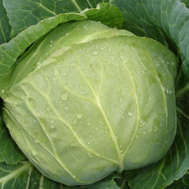 Fejes káposzta Dita