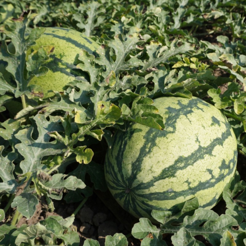 Görögdinnye Moro F1