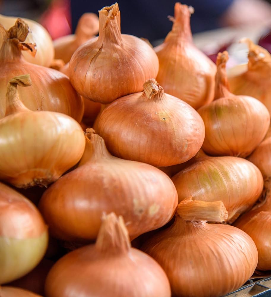 Hagyma Stuttgarter Riesen