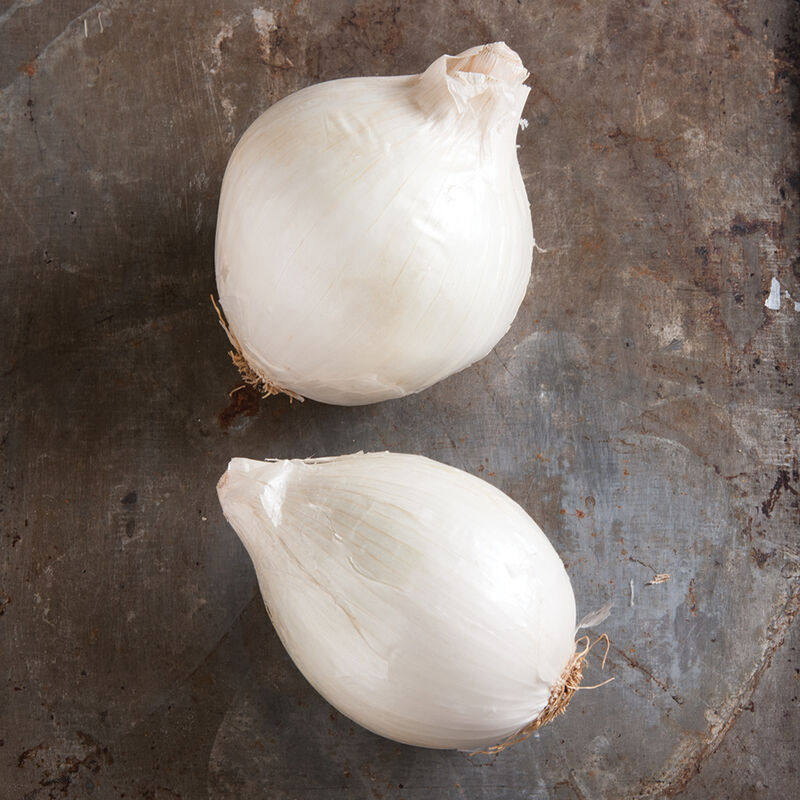 Hagyma White Magic F1