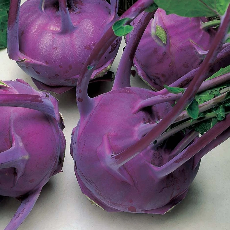 Karalábé Modrava F1