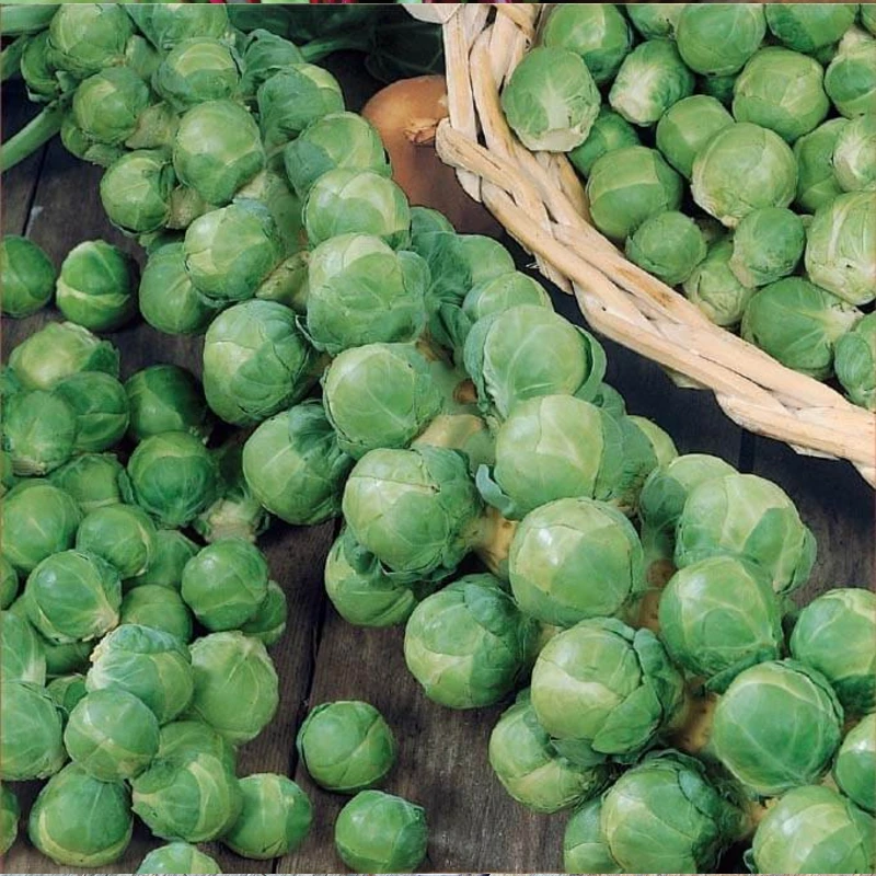 Kelbimbó Dolores F1