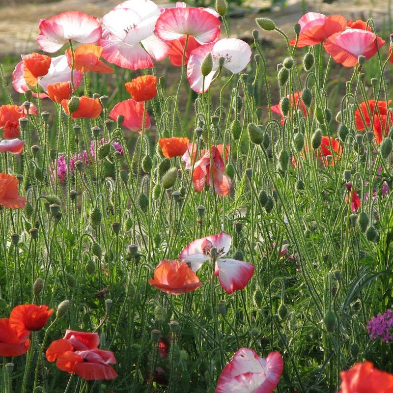 Mezei pipacs - színkeverék BIO