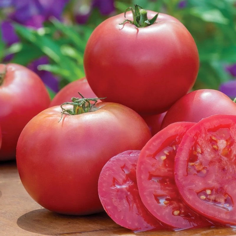 Paradicsom Roselady F1