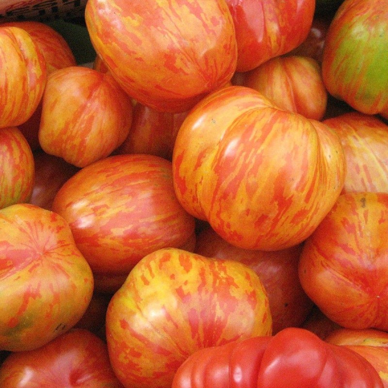 Paradicsom Tigerella