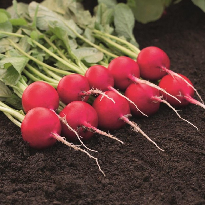 Retek Scarlet Champion