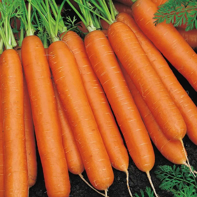 Sárgarépa Nantes 3 100 g