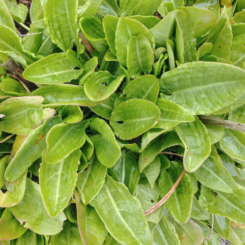 Sóska, széles levelű