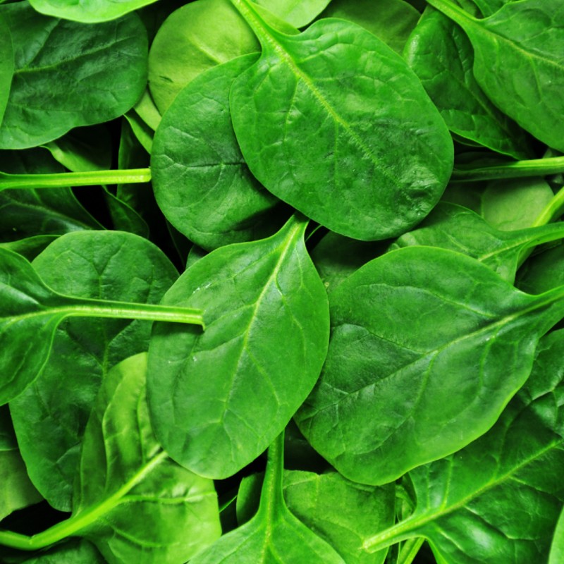 Spenót Matador 50 gr