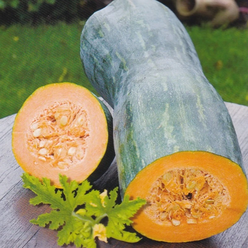 Sütőtök Naples Long