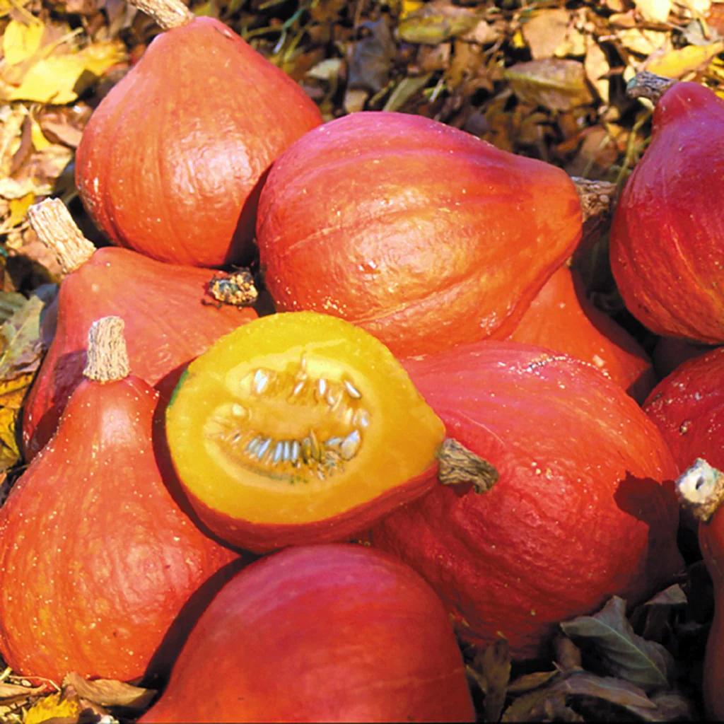 Sütőtök Potimarron