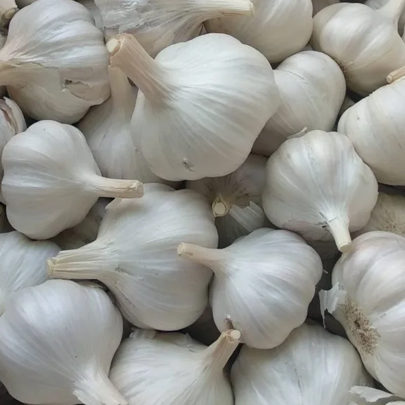 Topadrome UT1 40+ mm fokhagyma dughagyma 250 gramm